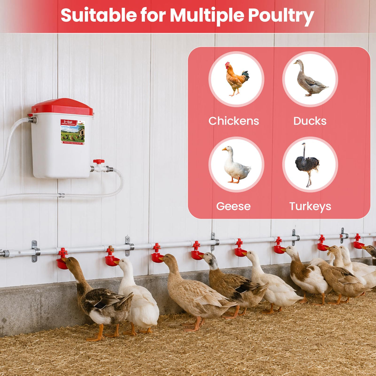 Automatic Chicken Waterer System with 8 Drinking Cups W226
